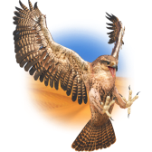 Falcon TikTok LIVE gift PNG