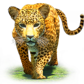 Leopard TikTok LIVE gift PNG