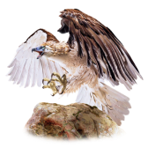 Philippine Eagle TikTok LIVE gift PNG