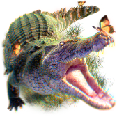 Crocodile TikTok LIVE gift PNG