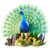 Peacock TikTok LIVE gift PNG