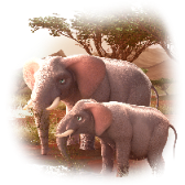 Elephant Pals TikTok LIVE gift PNG