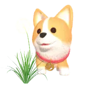 Taraxacum Corgi TikTok LIVE gift PNG