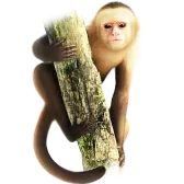 Marvin the Monkey TikTok LIVE gift PNG